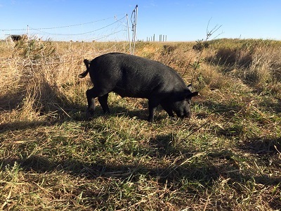 pasture pig